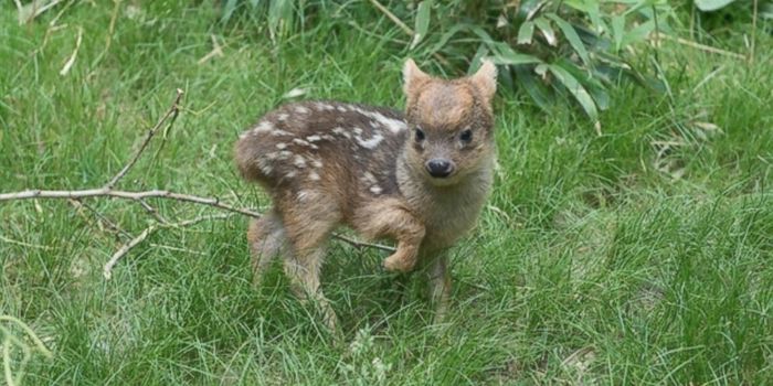 Smallest Deer Species in the World Born in a New York Zoo