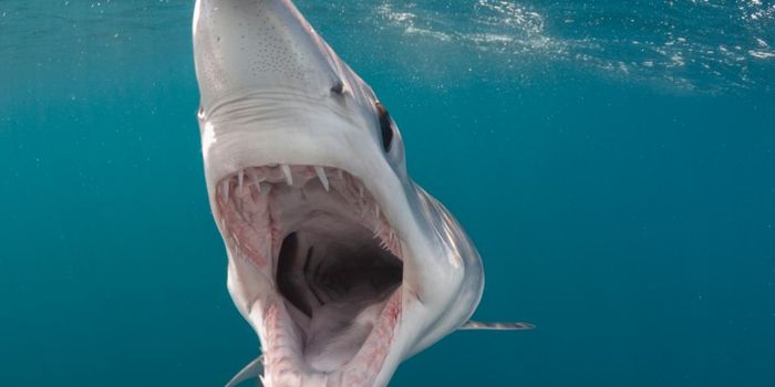 Oceans Are Losing Oxygen-and Becoming More Hostile to Life