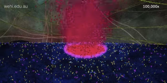 New Insight Into the Machinery That Drives Cell Death