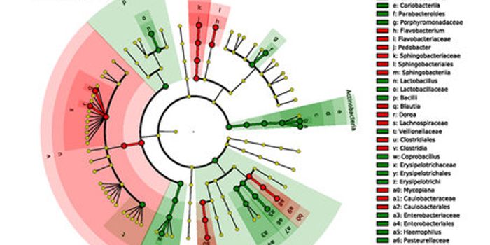 Multiple Sclerosis, the Gut Microbiome & Potential Therapies