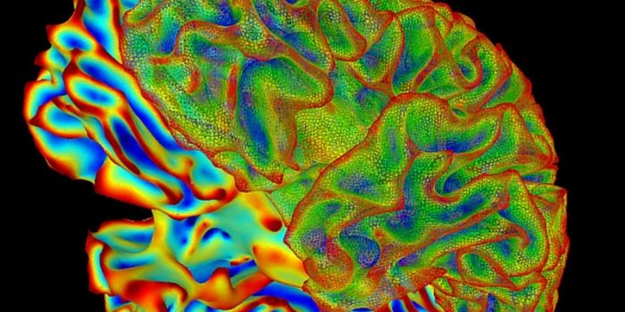 The Best Ways To See The Brain