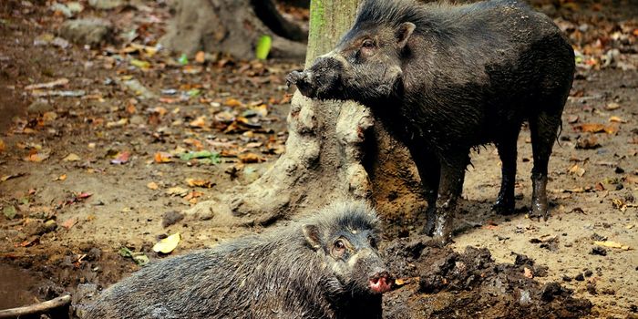 Even Pigs Use Tools to Make Their Lives Easier