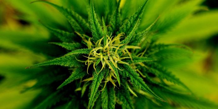 High THC Cannabis Linked to Anxiety