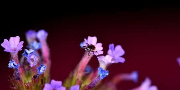 Ticks Use Static Electricity to Identify Hosts for Parasitism