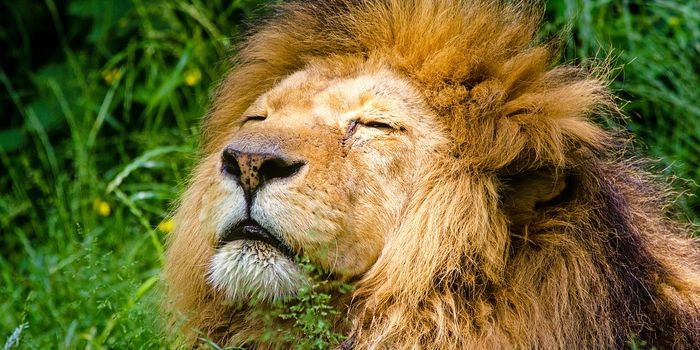 Suspected Rhino Poacher Gets Just Desserts at South African Park