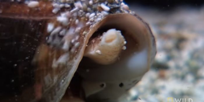 A New Insulin That's Based on Cone Snail Venom