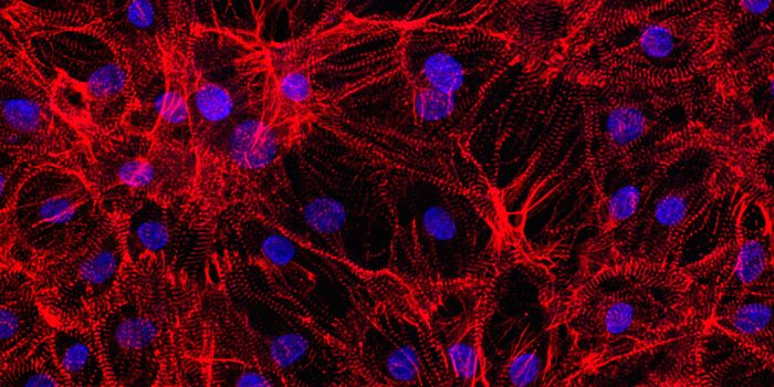 Success In Growing Mature Heart Cells from Stem Cells