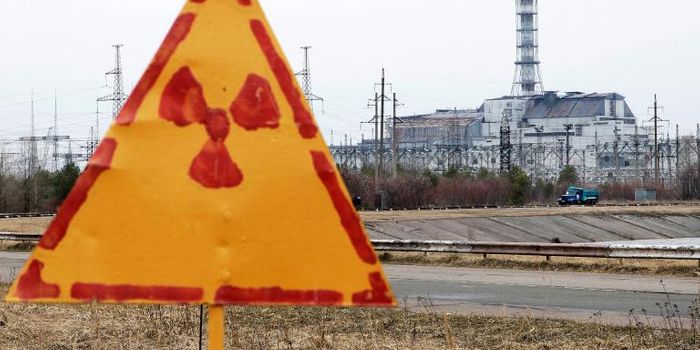 Wildlife Thriving in Chernobyl Despite Nuclear Reactor Accident Three Decades Ago