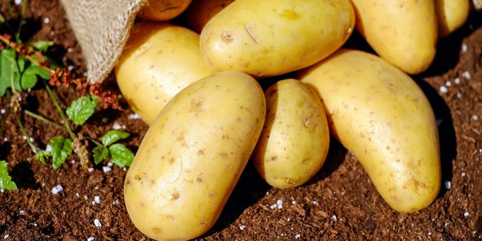 New Antimicrobial Discovered in Bacteria That Infects Potatoes