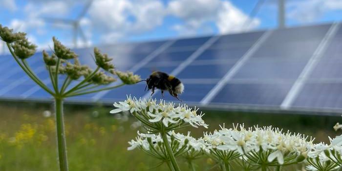 Solar Farms as Bumblebee Refuges