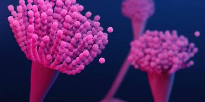 Updates on the Growing Problem of Fungal Infections