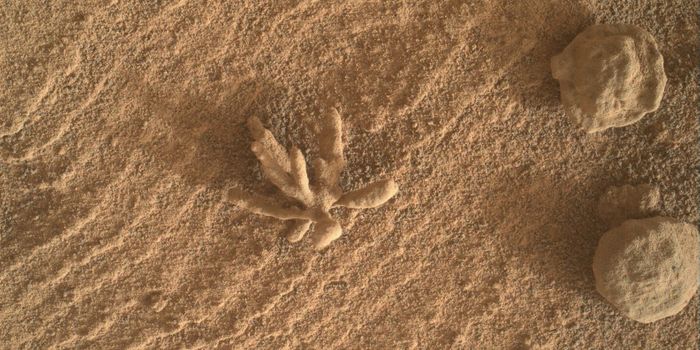 No, We Did Not Find a Flower on Mars