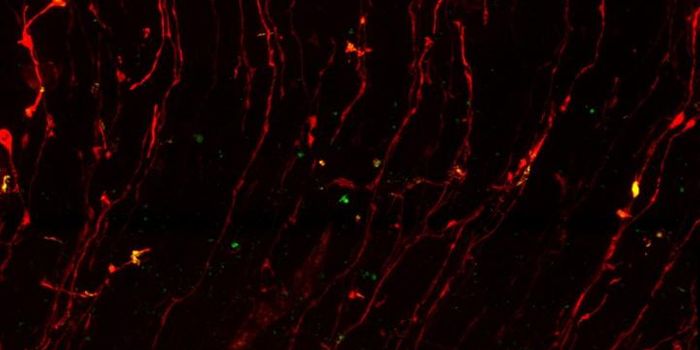 Neural Stem Cells act as Highways for Molecular Transport