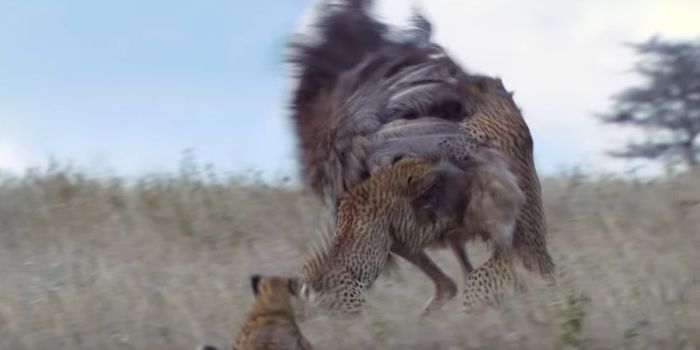 Cheetahs Band Together to Take Down Larger Prey