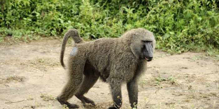 Researchers Keep Pig Heart Beating Inside of Baboon for Over 2 Years