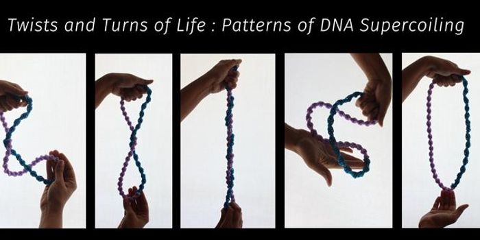 DNA Supercoiling Combats Environmental Challenges