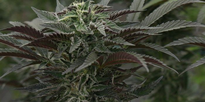 Study of UK CBD Products Reveals Discrepancies Between Labeling and Reality