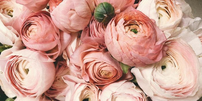 Feeling Beautiful May Increase Charitable Giving