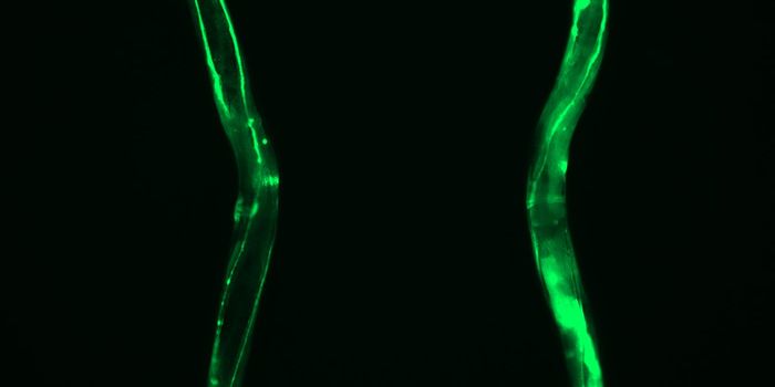 Using Stem Cells to Understand Aging & Fight Neurodegeneration