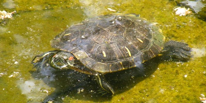 Minor Dental Work Helps This Turtle Eat Again