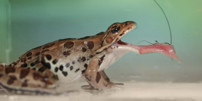What Makes a Frog's Tongue Inescapable for an Insect?