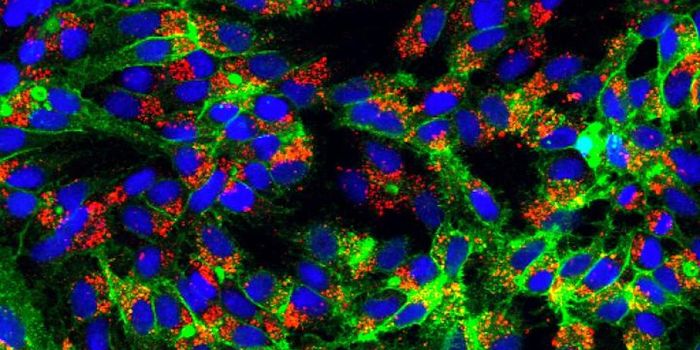 How a Chronic Hepatitis B Infection Happens