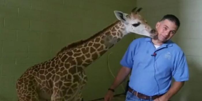 Baby Giraffe At Cheyenne Mountain Zoo Euthanized Over Health Complications
