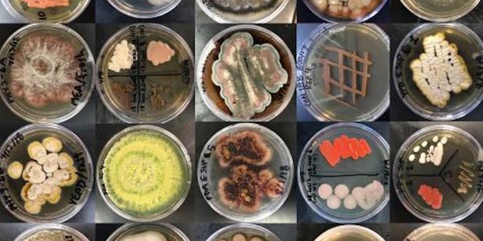 Unusual Fungi Found in Marine Environments