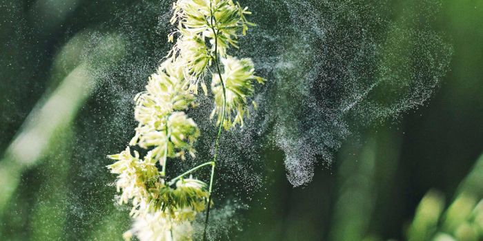 Can starving these cells stop a range of allergies?