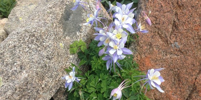 Can Evolutionary Changes Happen Suddenly?