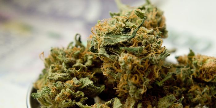 Medicinal Cannabis Content Labels are Inaccurate, Study Finds