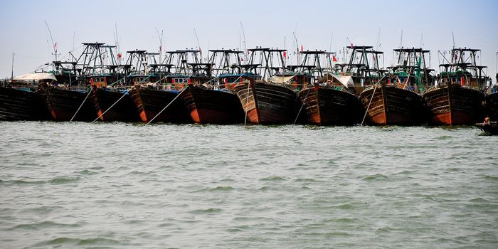 The stench behind the fish: China's illegal foriegn fishing industry