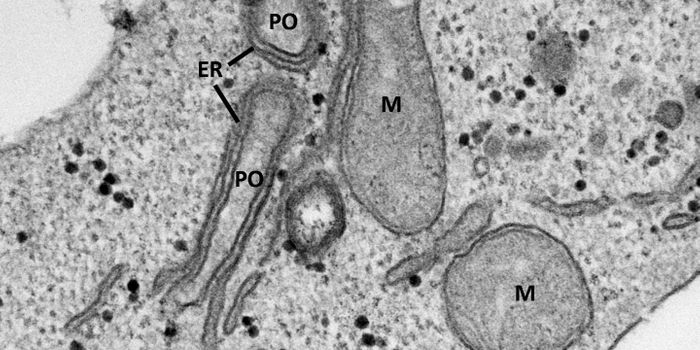 Protein Tether Revealed in ER-Peroxisome Interaction