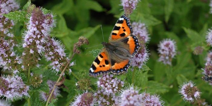 New Study Reveals Multi-Habitat Landscapes Enhance Biodiversity and Ecosystem Stability
