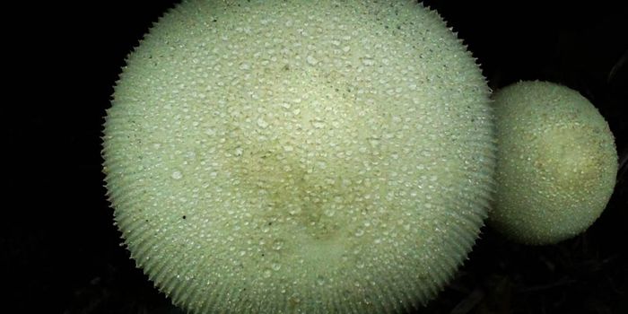 Did Scientists Just Find Mushrooms on Mars?