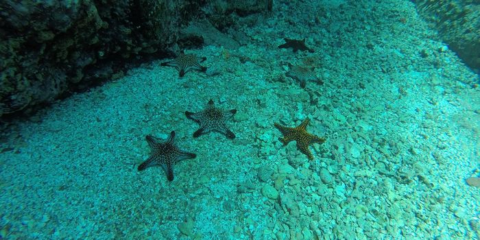 Climate Change Decreases Organic Carbon Burial at Bottom of Oceans While Increasing Atmospheric Carbon