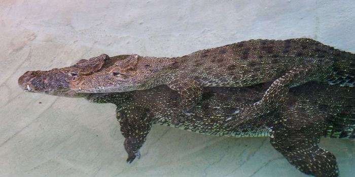 Crocodiles Play, Too, Study Says-Why Do Animals Have Fun?