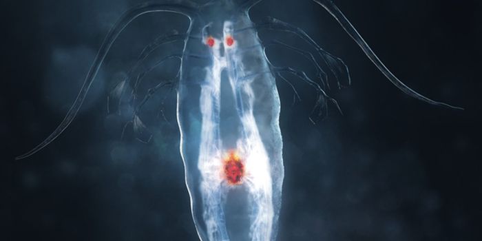 Using Glowing Sea Creatures' Enzymes to Test Cancer Therapies