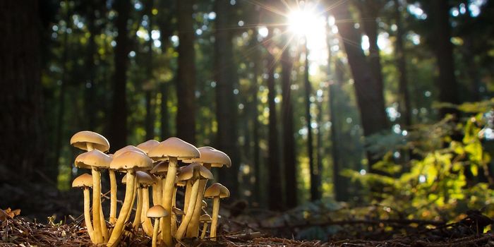 Fungi Treatment Can Improve Cancer Survival