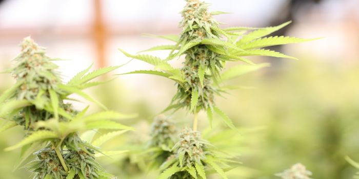 New Cannabis Research: UC Davis Teams up With Biopharmaceutical Research Company and DEA