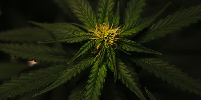 Hempcrete's Role in Energy Efficient Building Materials