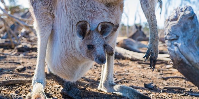 Watch a Baby Kangaroo Take its First Hops