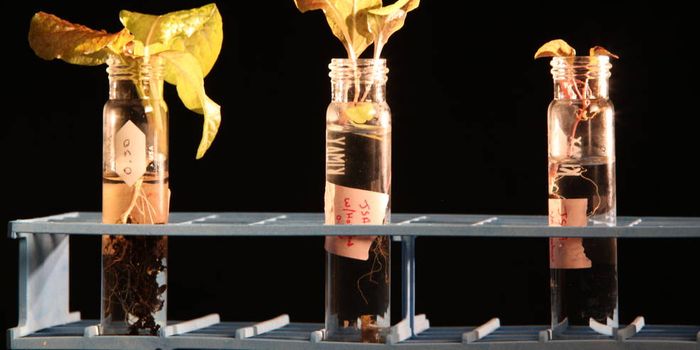 NASA is Experimenting With Simulated Martian Soil to Grow Plants