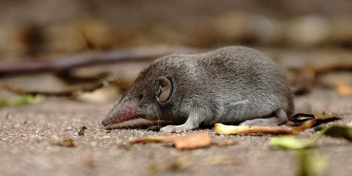 Newly ID'ed Langya Virus Sickens Dozens in China