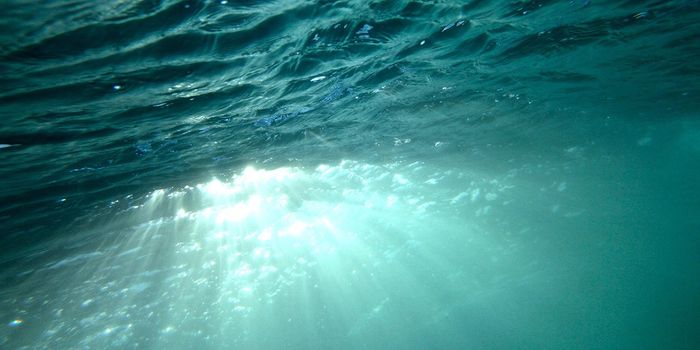 New Study Reveals Amount of Microplastics on Seafloor