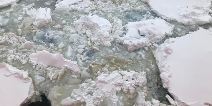 Antarctic Microbes: Adapting to Changing Climate Conditions