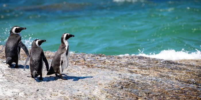 Rising Sea Levels Affected African Penguin Populations - and Will Continue to Do So