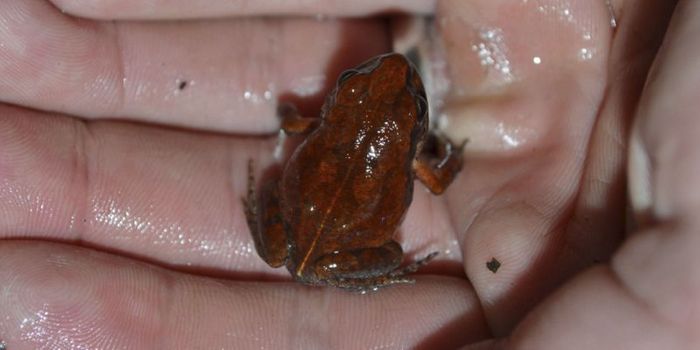 Elusive Cave Squeaker Frog Spotted in in the Wild for the First Time in Decades