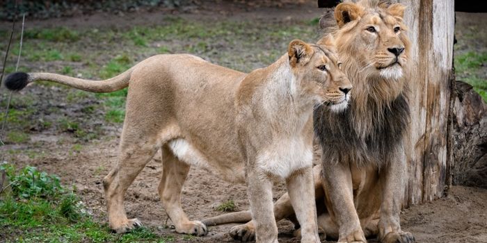Prague Zoo Artificially Inseminates its Asiatic Lioness