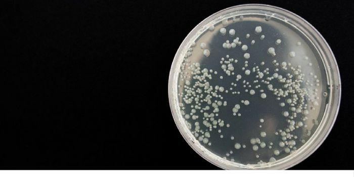 First Vaccine to Show Protection Against Gonorrhea